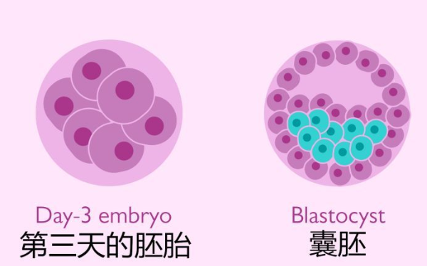 2pn胚胎养囊成功率很高哦，能养成几级胚
