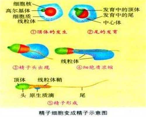 <b>北京正规代孕机构_hiv抗体检测多久出结果</b>