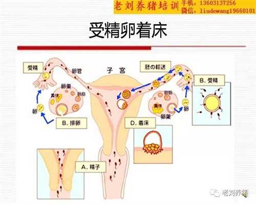 北京代孕包成功龙凤胎_腹壁子宫内膜异位症的病因