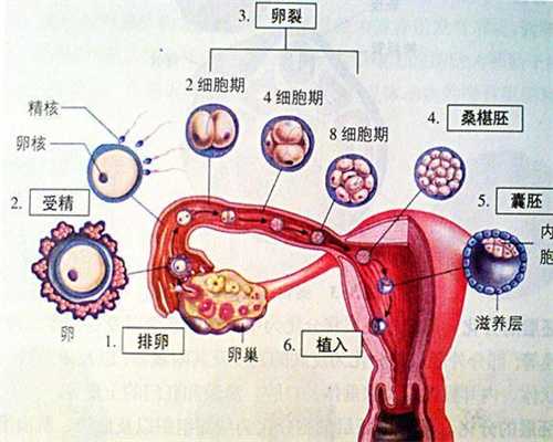 北京代孕服务_北京供卵中心在哪_多囊卵巢可以北京代孕