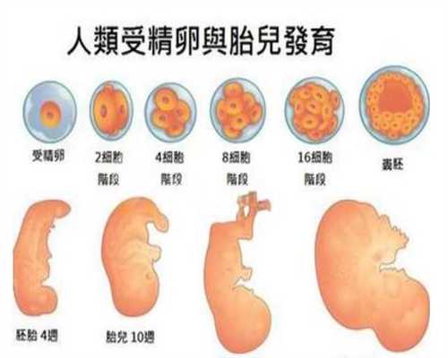 北京代孕供卵-有北京供卵代孕-宫外孕流产需要注意什么