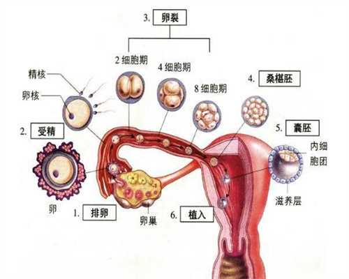 北京做代孕的医院,北京代孕成功要多少钱【助您好孕，天伦育乐】