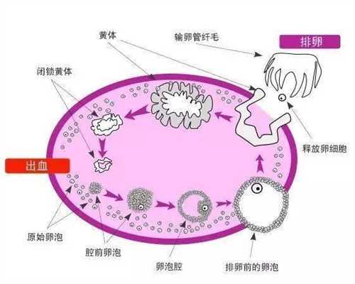 <b>北京做试管取卵-哪里有代孕的地方_不孕症_北京人试管婴儿 试管全程专车接送</b>