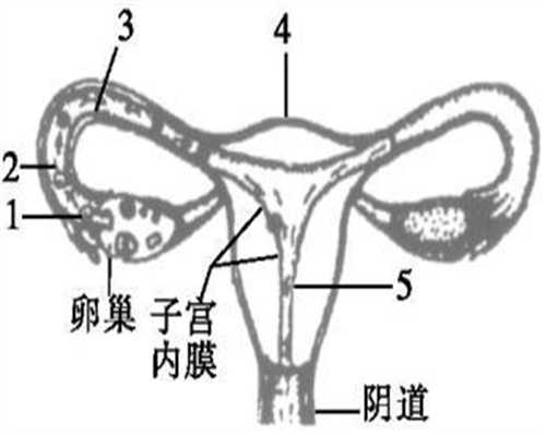 北京代孕孩子可以嘛-代孕和试管婴儿_北京做一次试管婴儿的花费是多少钱